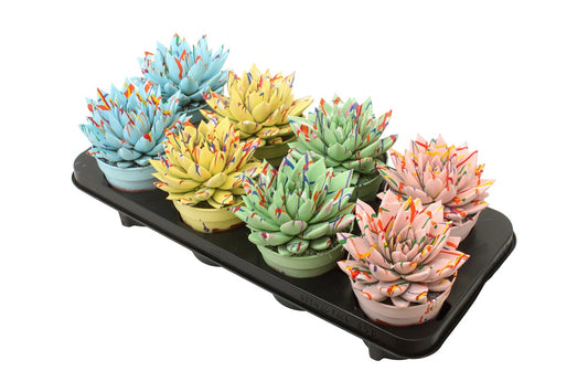 Echeveria colored Splash pastel mix 15cm 12cm Pot