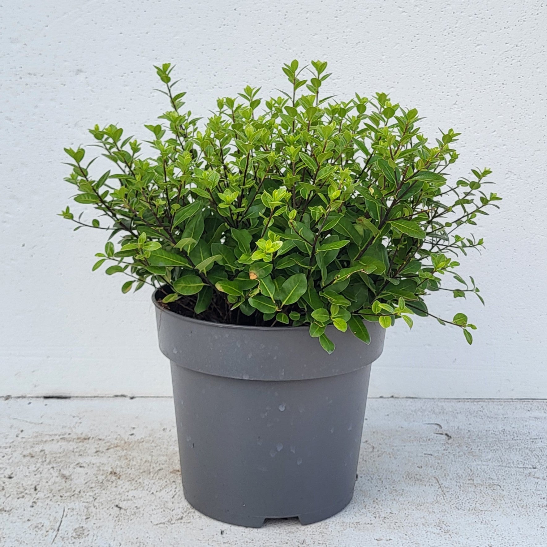 Pittosporum Golf Ball 40cm 23cm Pot