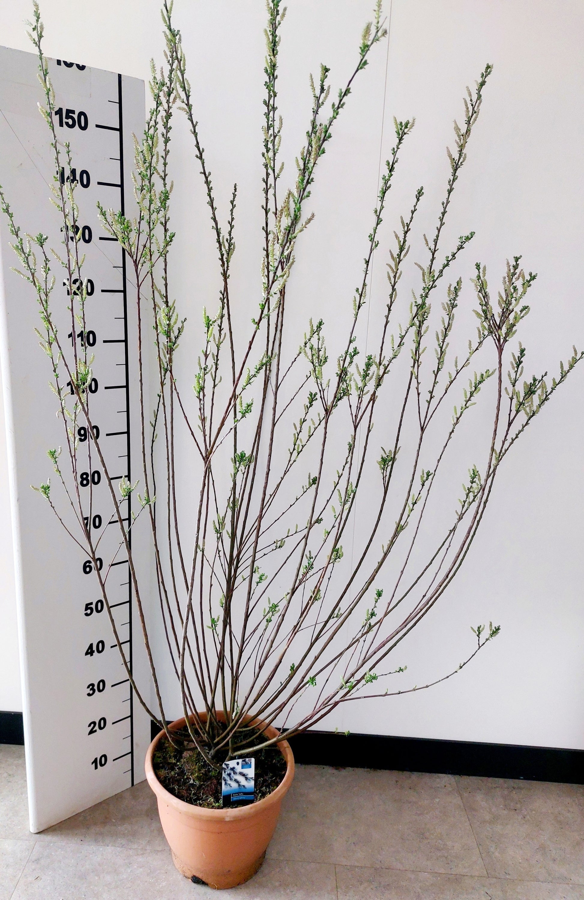 Bontekoe, Salixkw Salix integra pendula Pack of 1