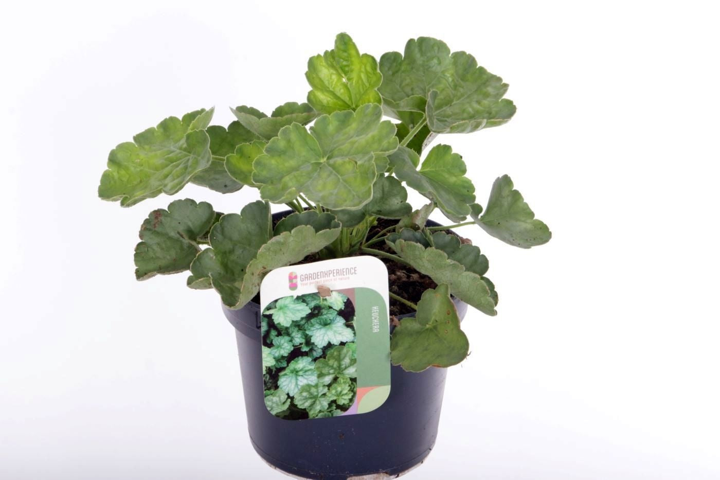Heuchera Leuchtkaefer 20cm 13cm Pot