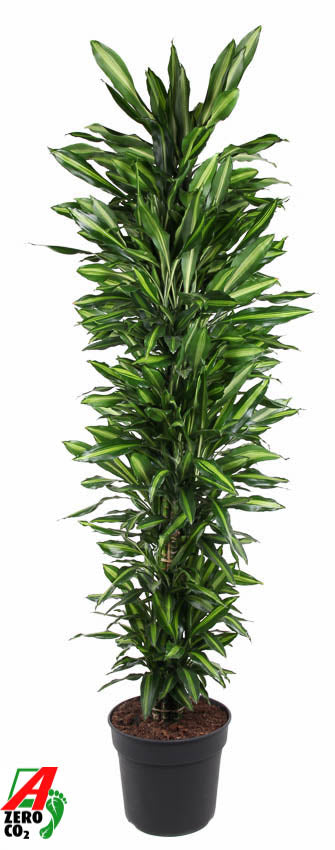 Dracaena frag. Cintho branched 220cm 40cm Pot
