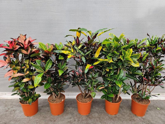 Fachjan BV Codiaeum mix Pack of 9
