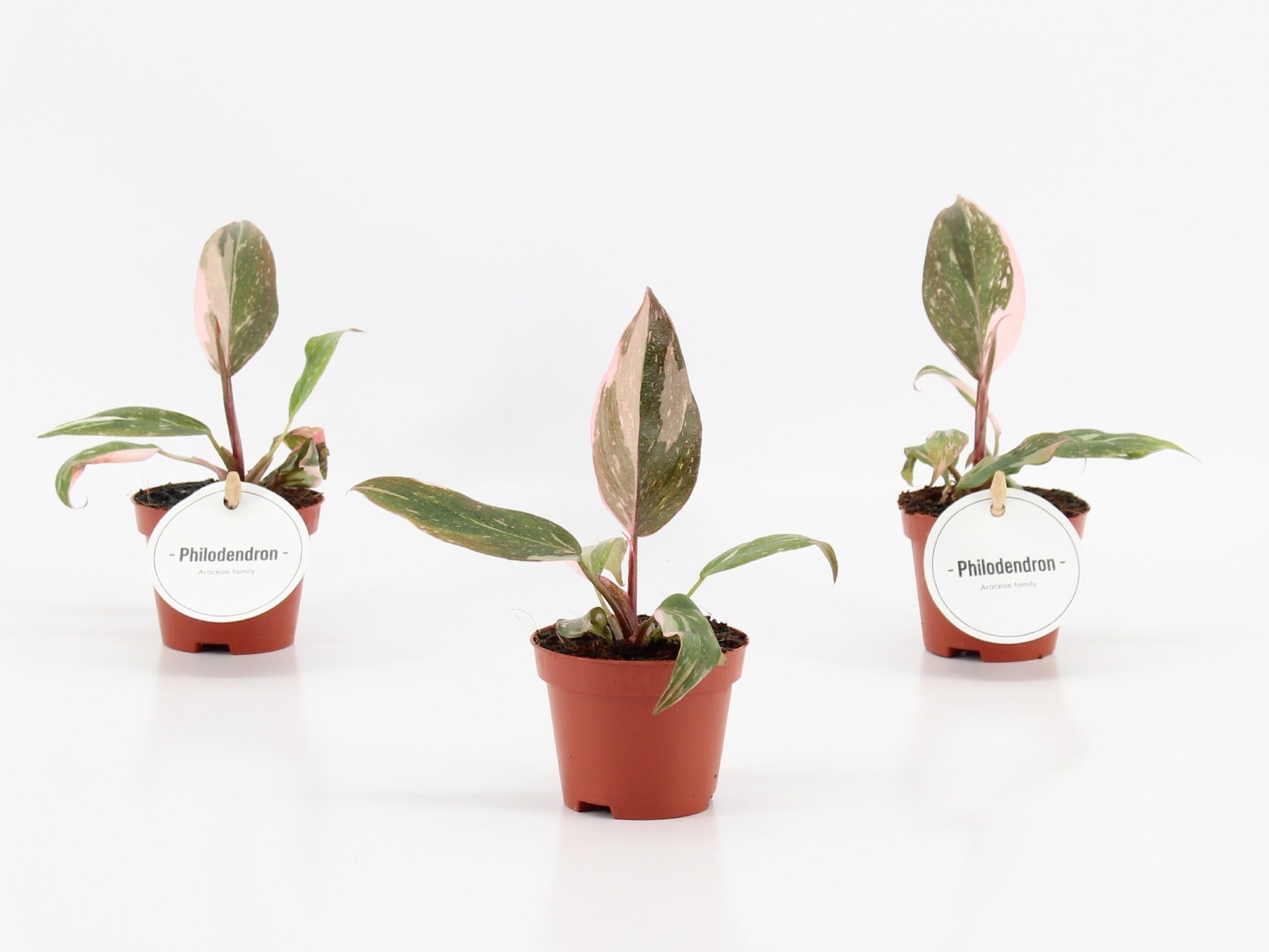 Philodendron scandens 15cm 6cm Pot