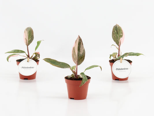 Philodendron scandens 15cm 6cm Pot