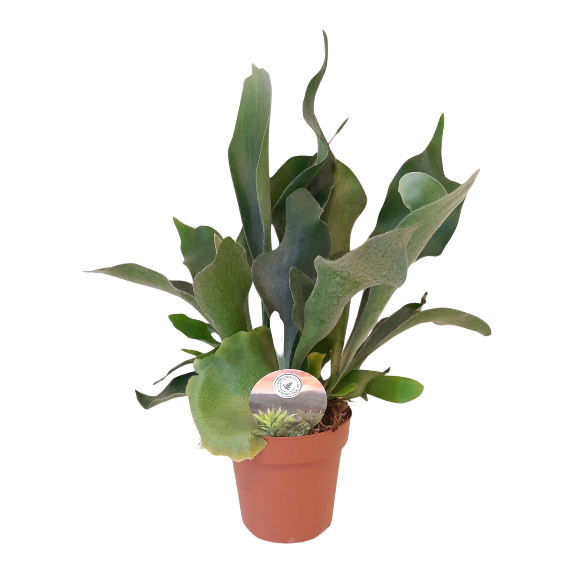 Platycerium bifurcatum 40cm 12cm Pot