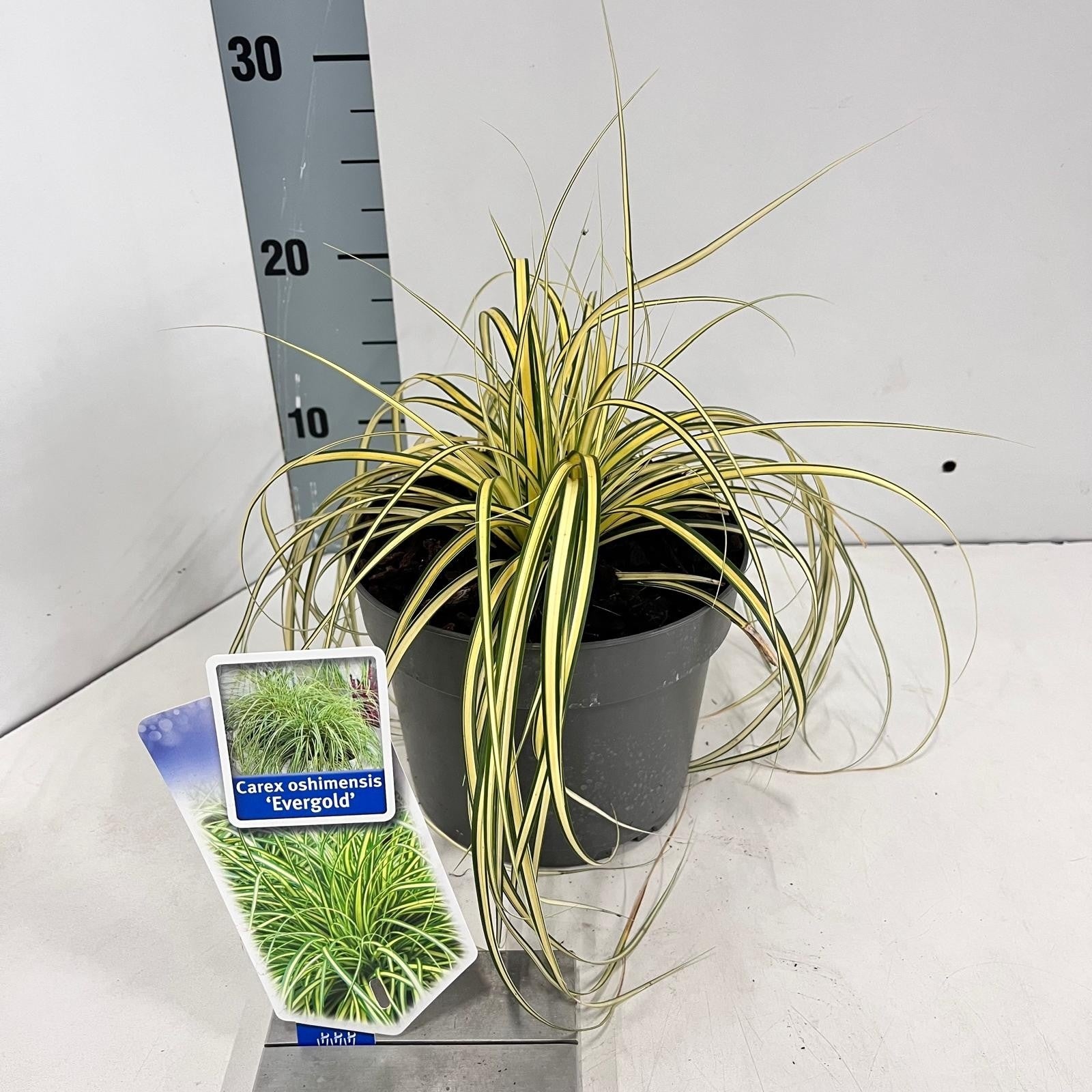 Carex osh. Evergold 35cm 17cm Pot