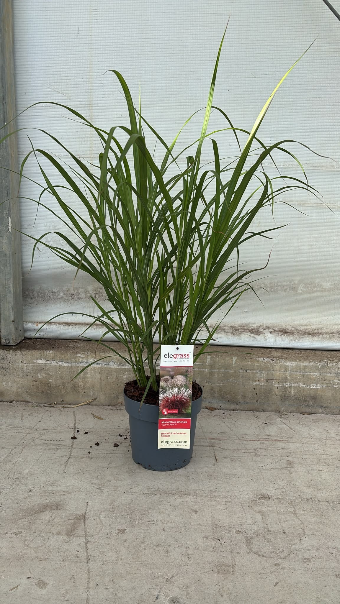 Miscanthus sin. lady in red 70cm 23cm Pot