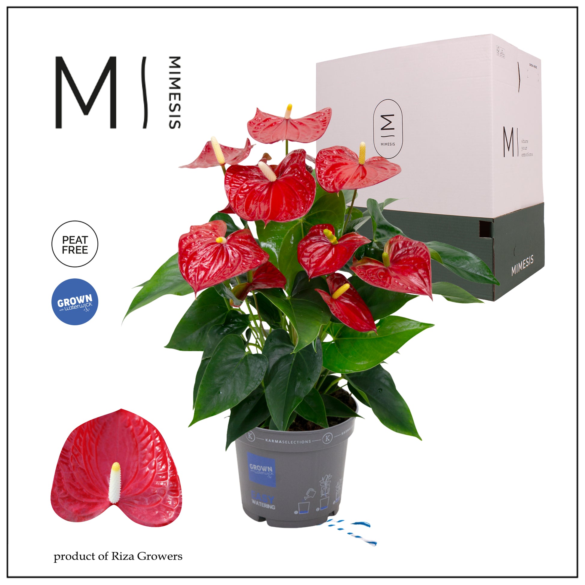 Anthurium Karma Red 55cm 17cm Pot