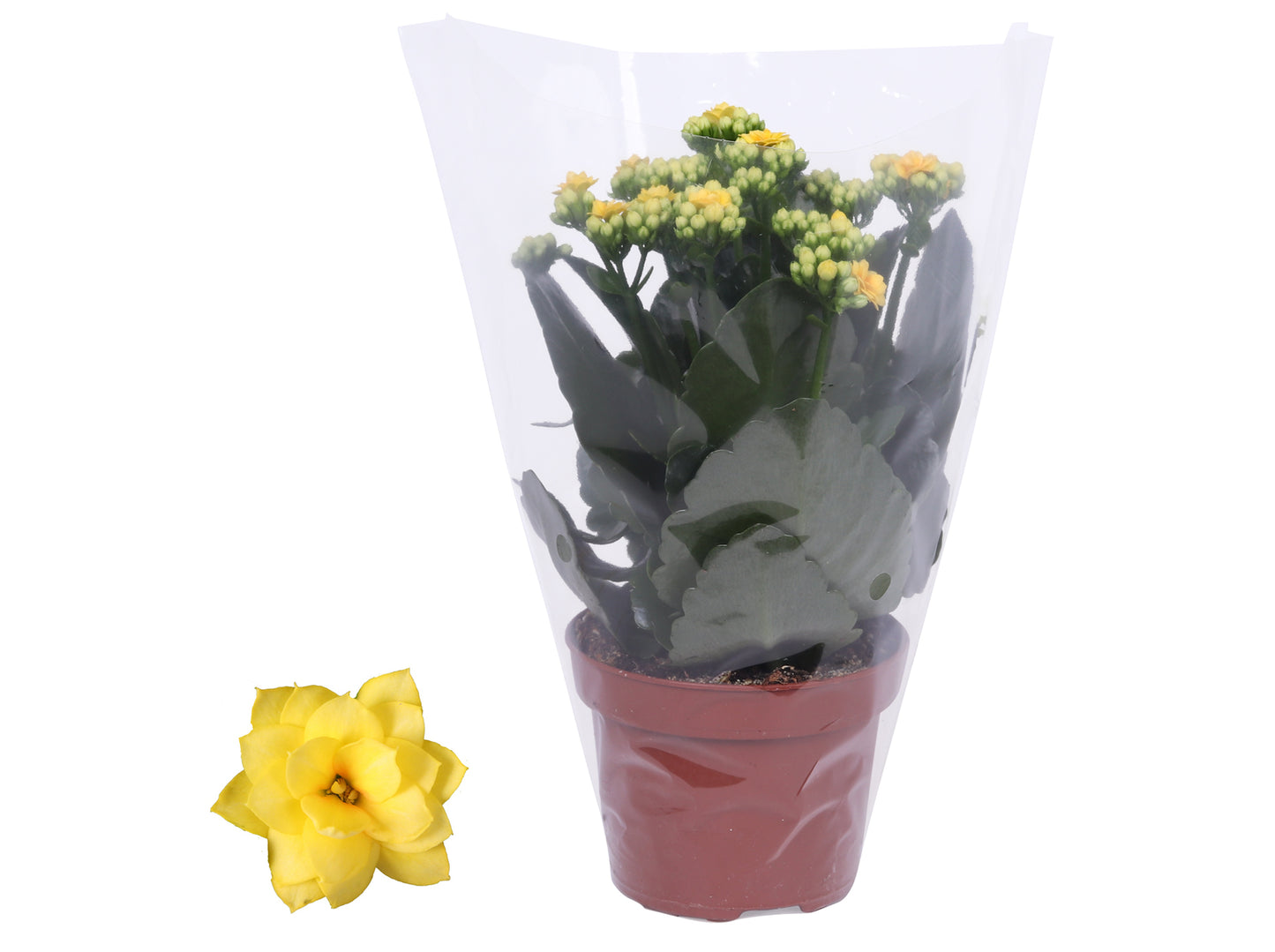 Kalanchoe Rosalina Don Amarillo 27cm 12cm Pot
