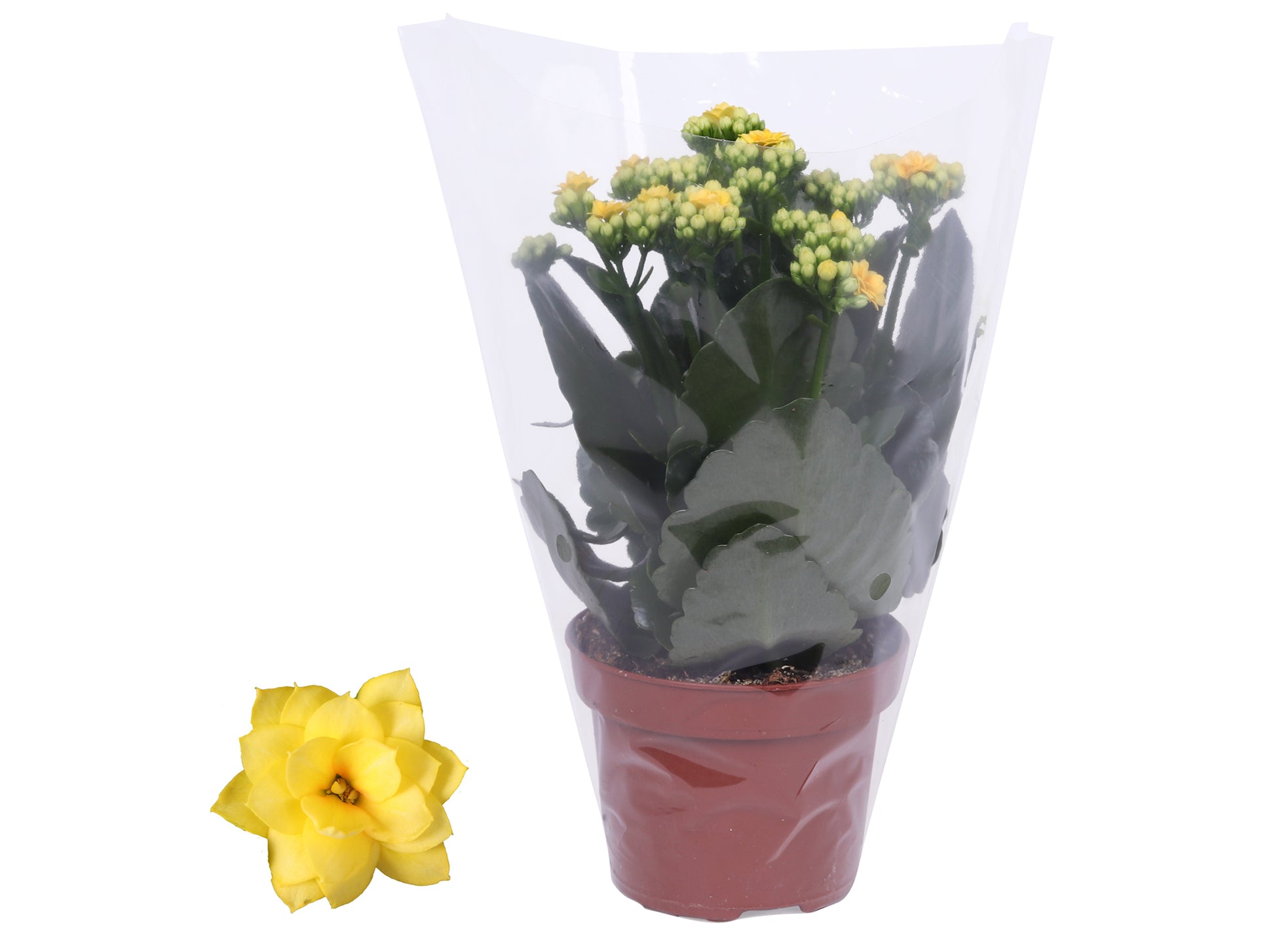 Kalanchoe Rosalina Don Amarillo 27cm 12cm Pot