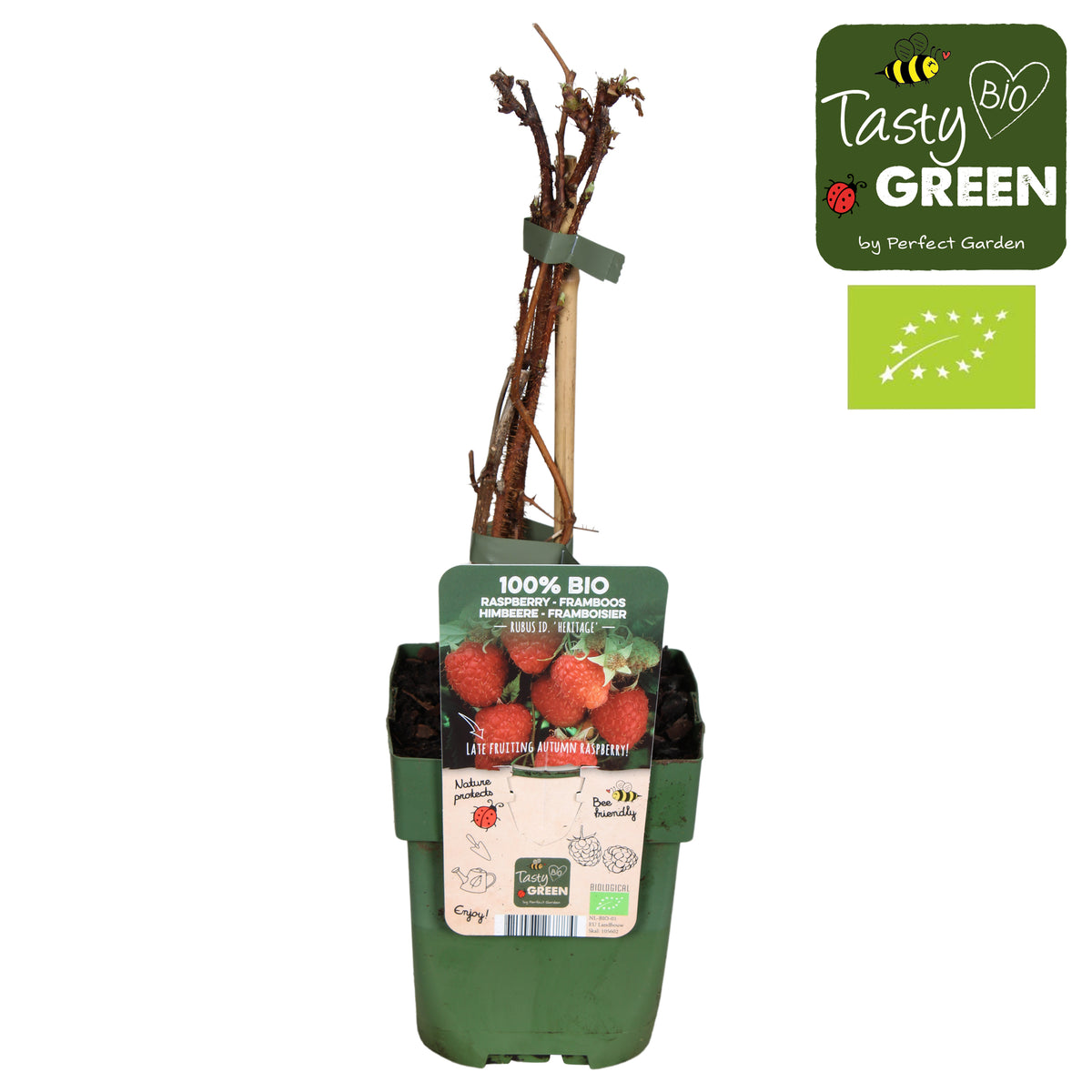 Rubus idaeus (Raspberry) 30cm 13cm Pot