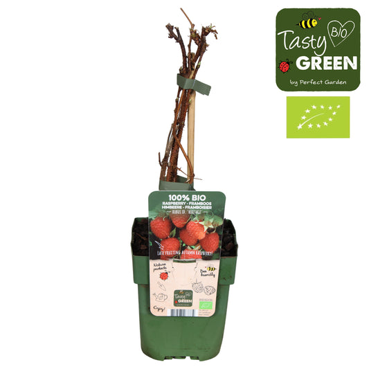 Rubus idaeus (Raspberry) 30cm 13cm Pot