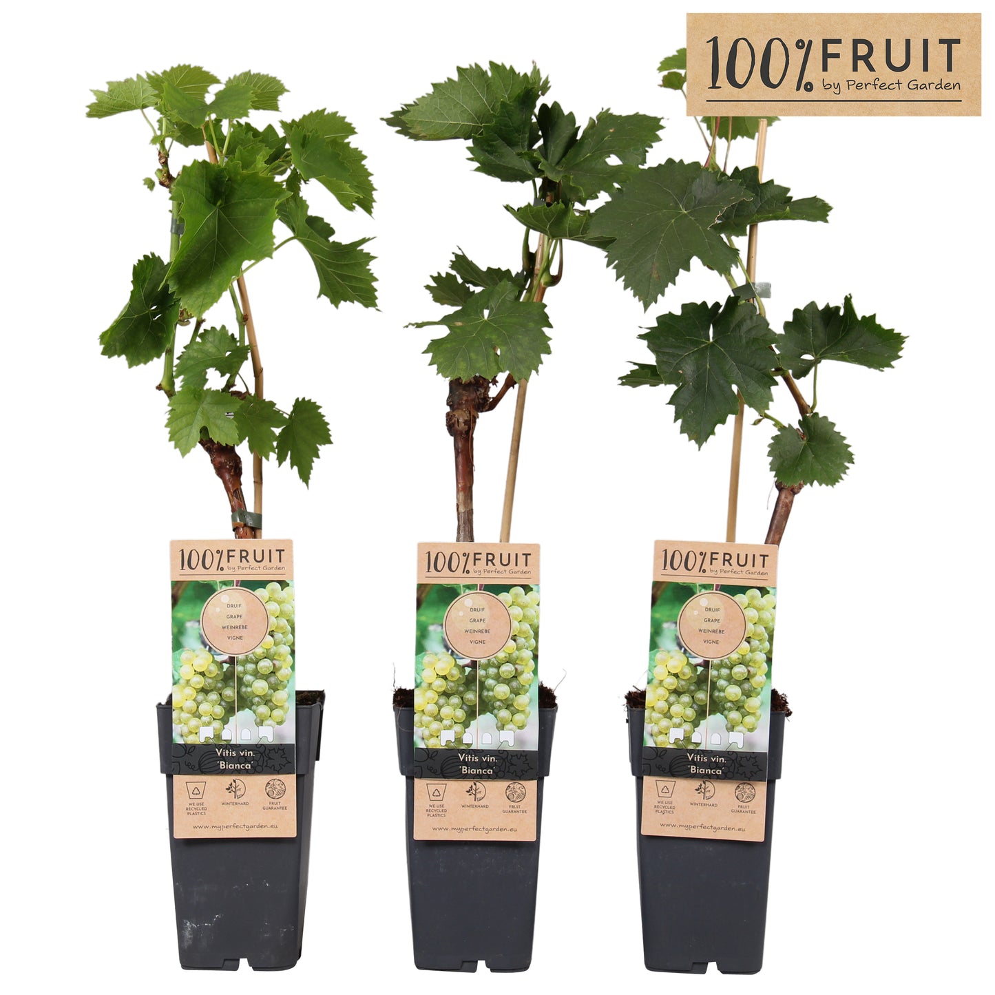 Vitis vinifera Bianca 65cm 15cm Pot