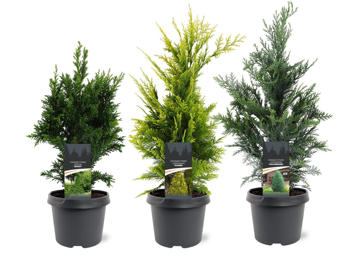 Chamaecyparis mix 55cm 19cm Pot