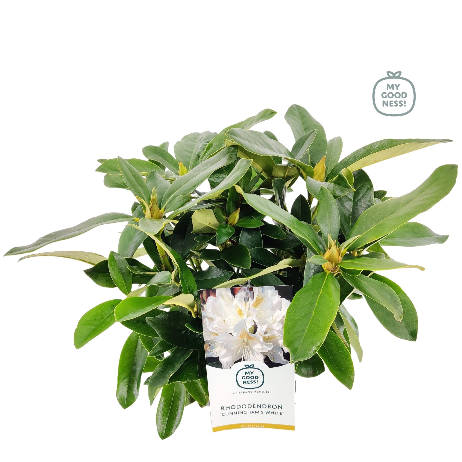 Leybaert BVBA Rhododendron Cunningham White Pack of 1