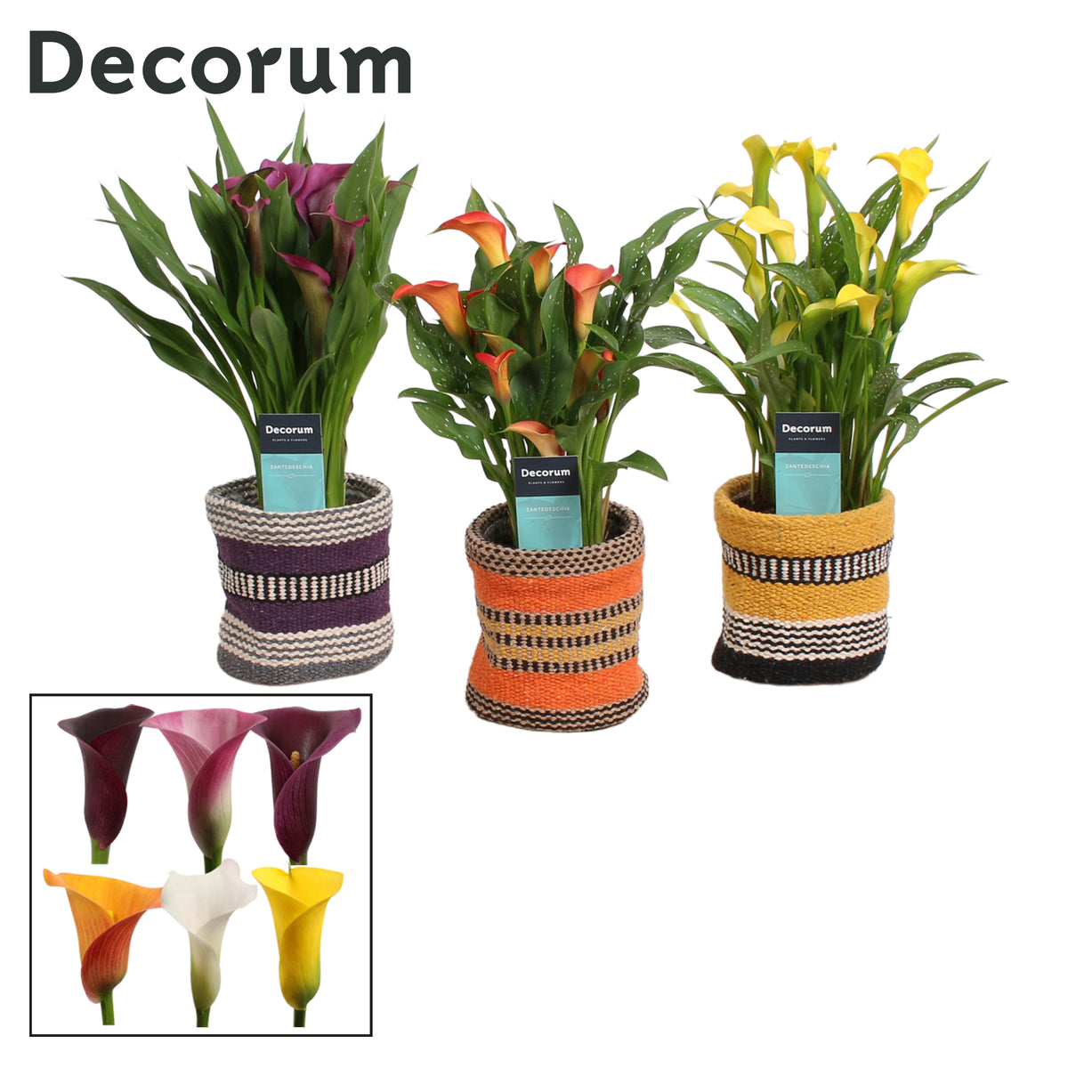 Zantedeschia mix 35cm 12cm Pot