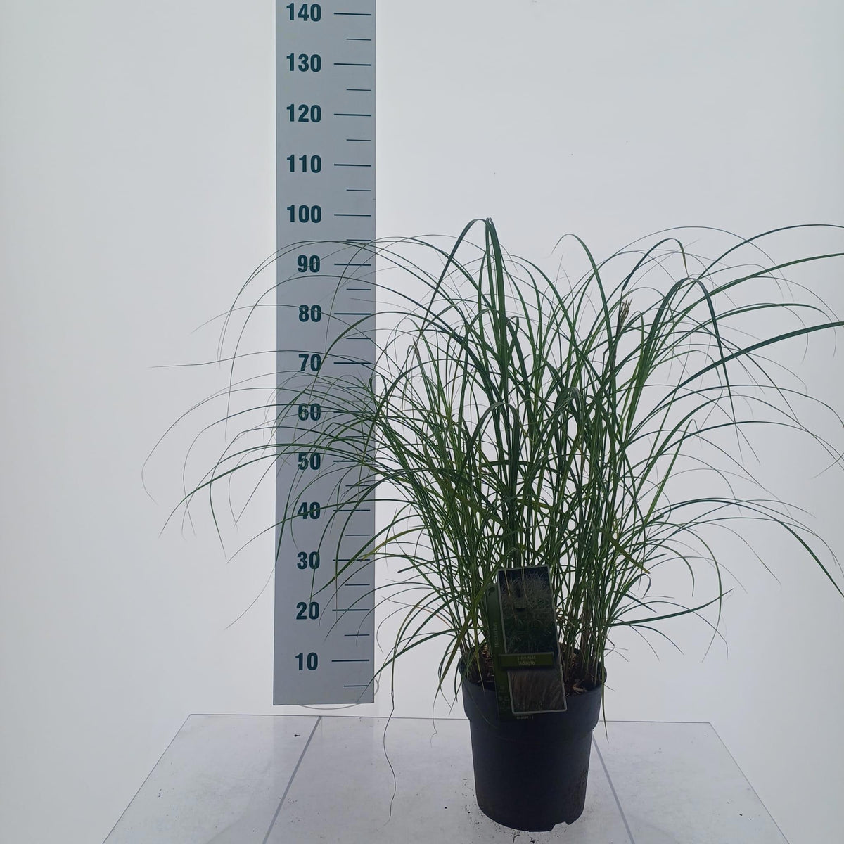 Miscanthus sin. Adagio 90cm 23cm Pot