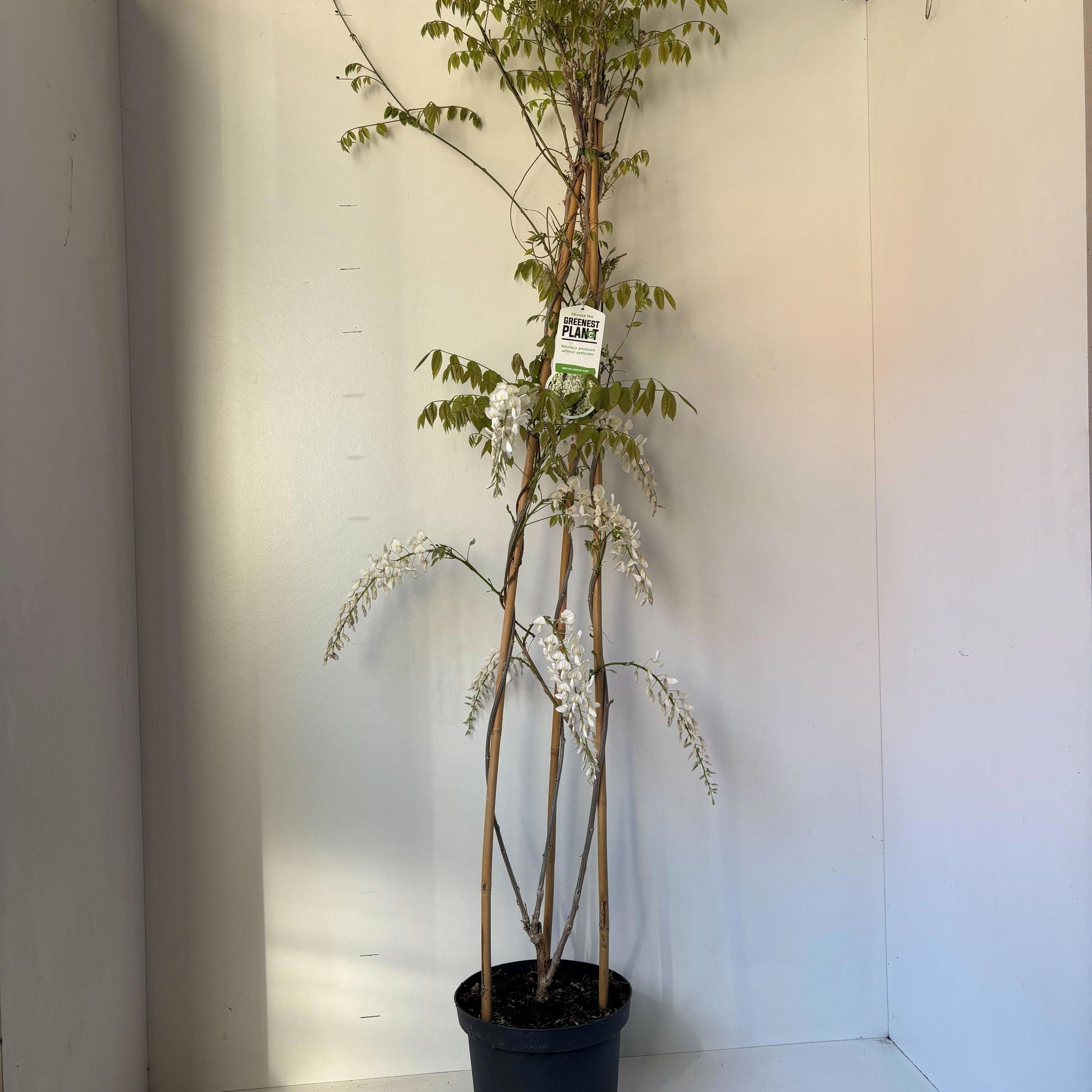 Wisteria sin. Alba 150cm 26cm Pot