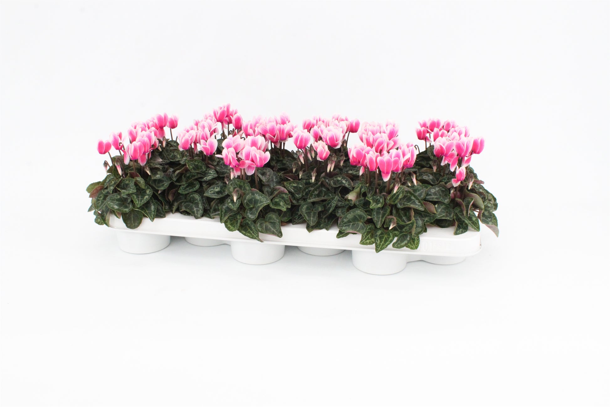 Cyclamen Snowridge pink 20cm 9cm Pot
