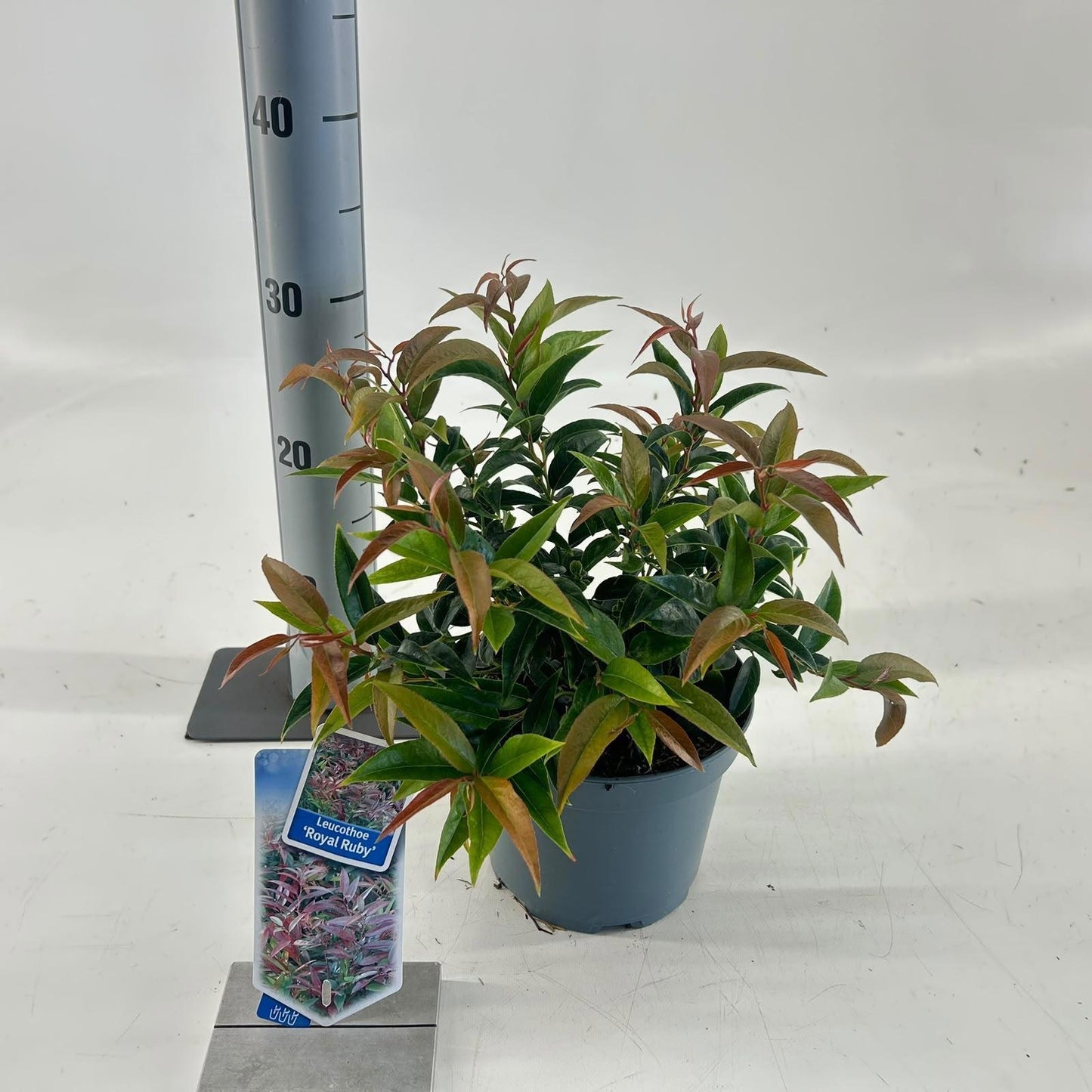 Leucothoe keiskei Royal Ruby 30cm 17cm Pot
