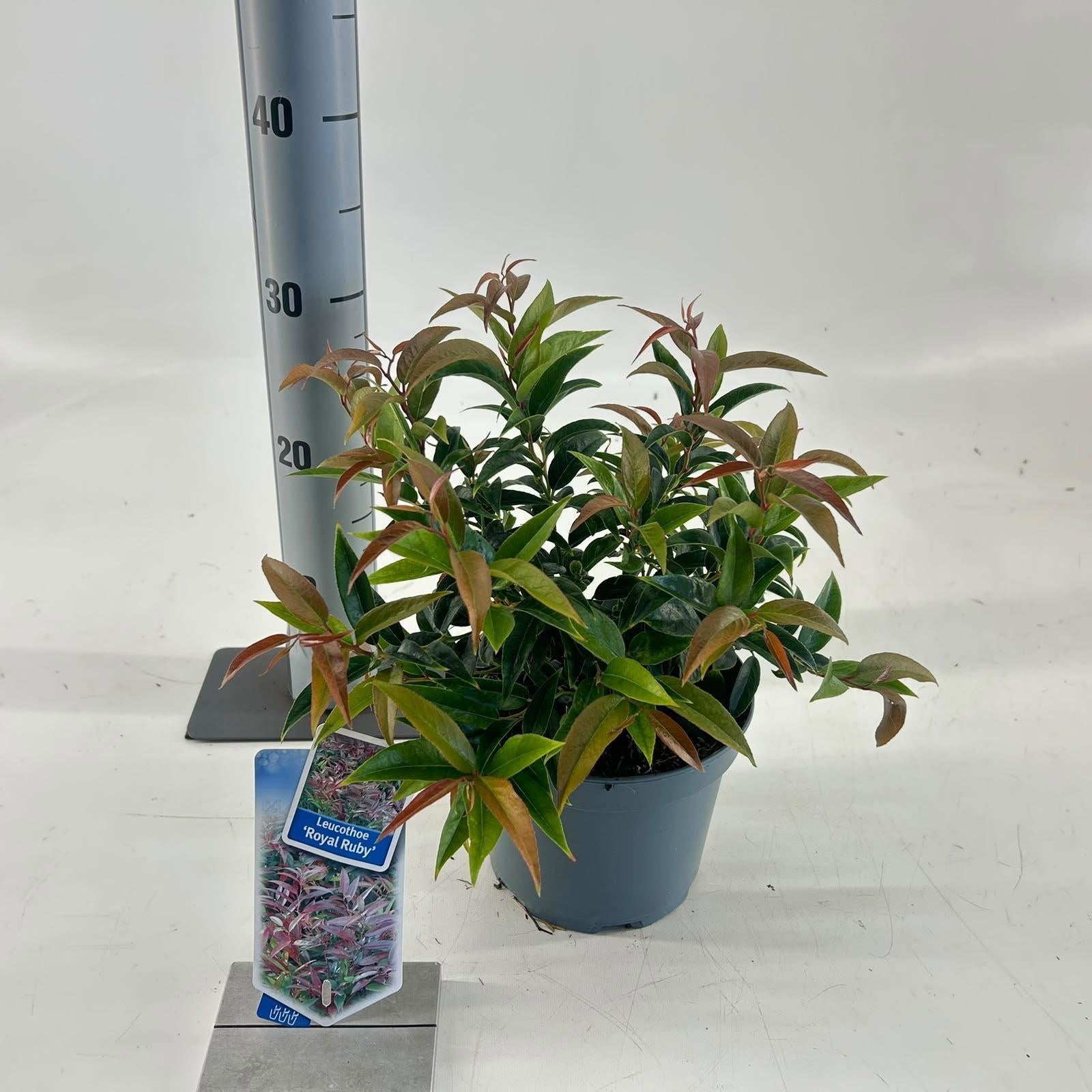 Leucothoe keiskei Royal Ruby 30cm 17cm Pot