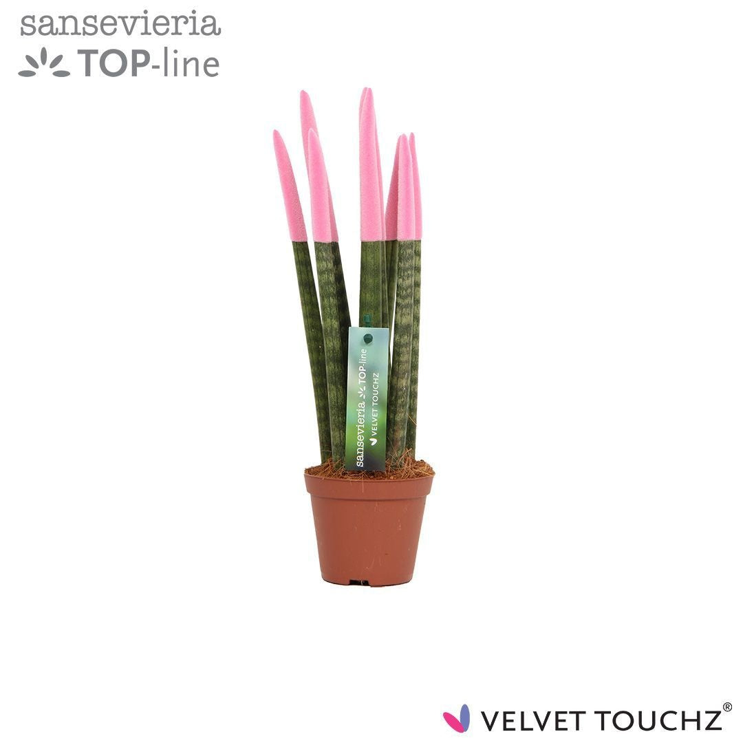 Sansevieria cylindrica 30cm 8.5cm Pot