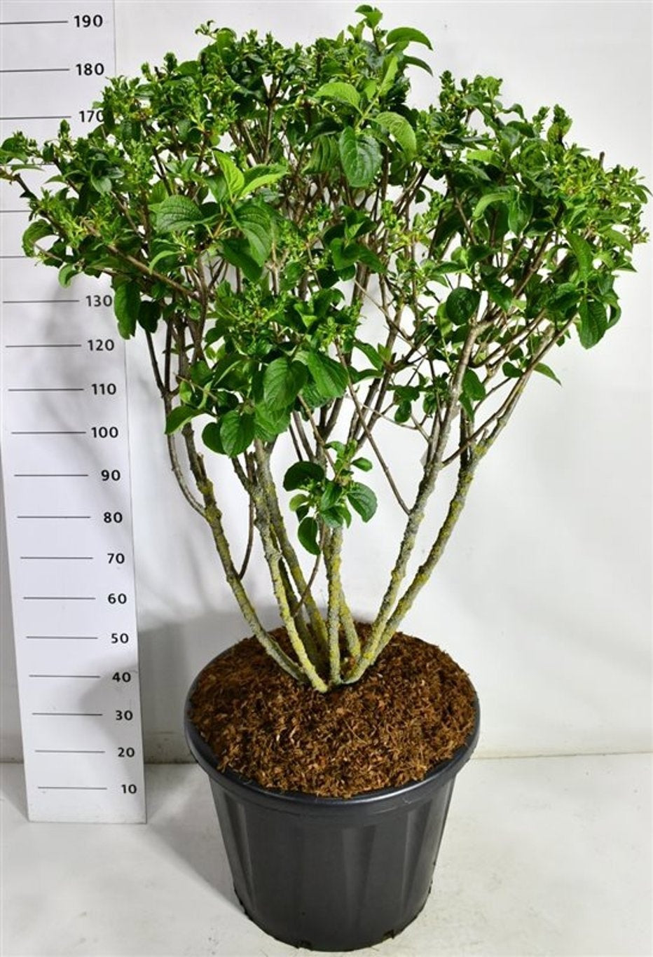 Hydrangea paniculata 200cm 60cm Pot