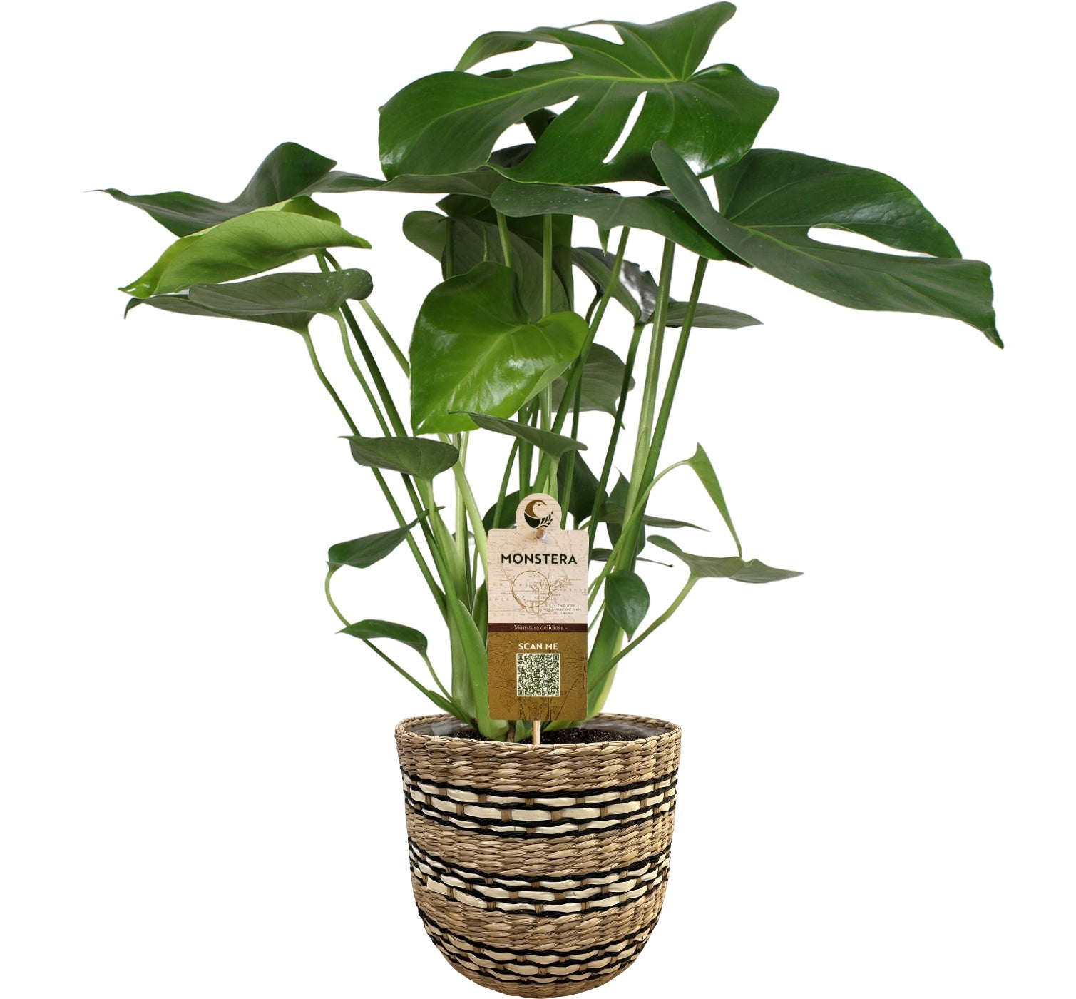 Dynaplant Bv Monstera deliciosa Pack of 3