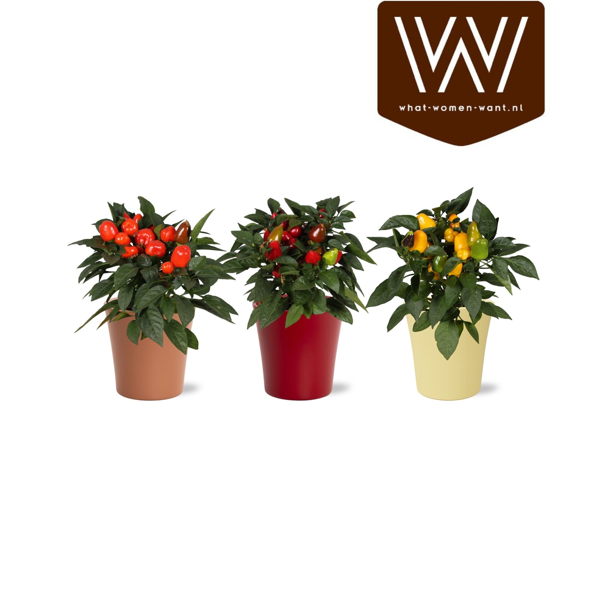 Capsicum annuum mix 30cm 13cm Pot