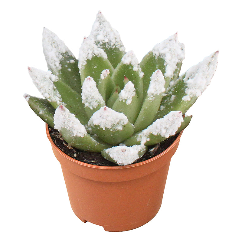 Miranda + snowy tips 8cm 6cm Pot