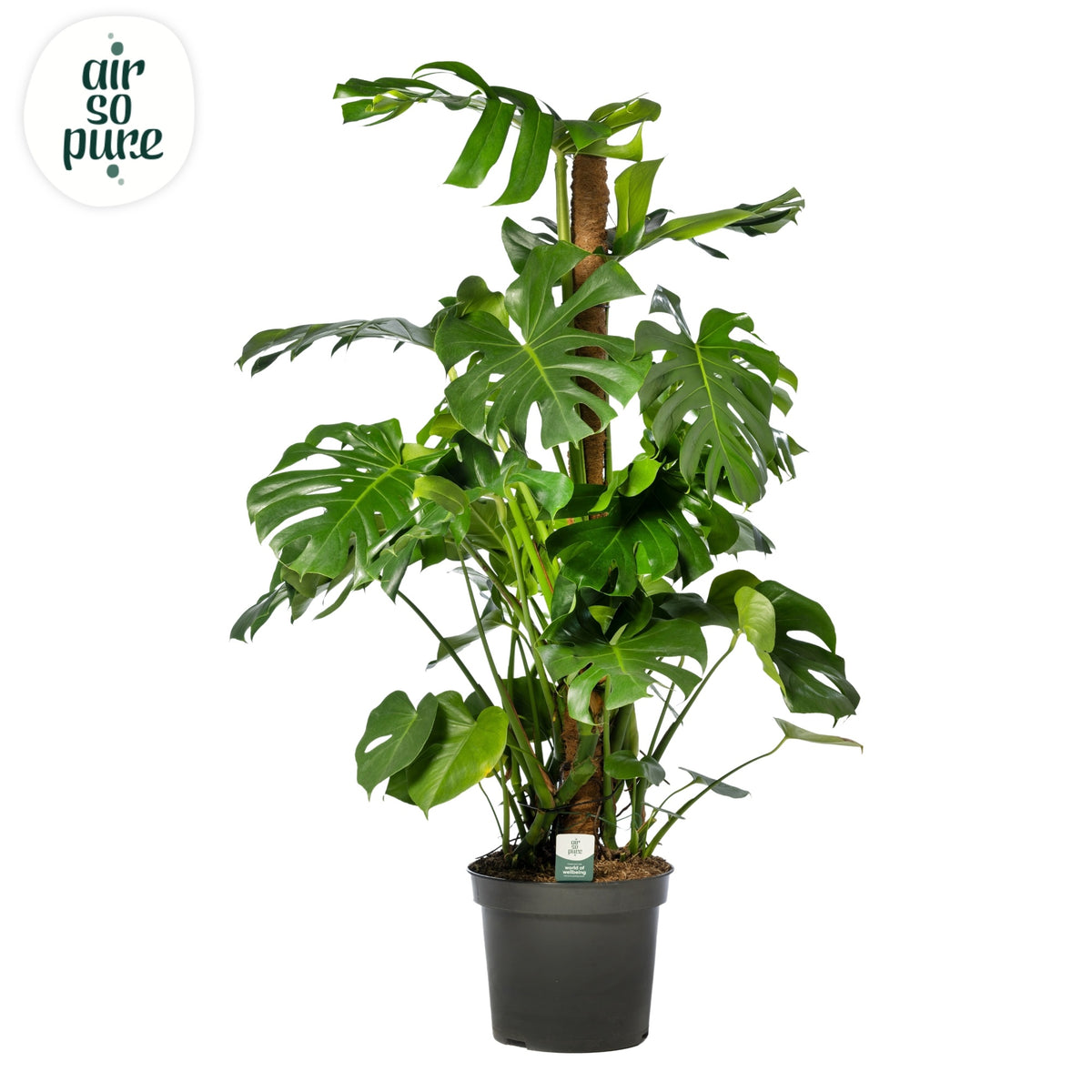 Monstera deliciosa 150cm 35cm Pot