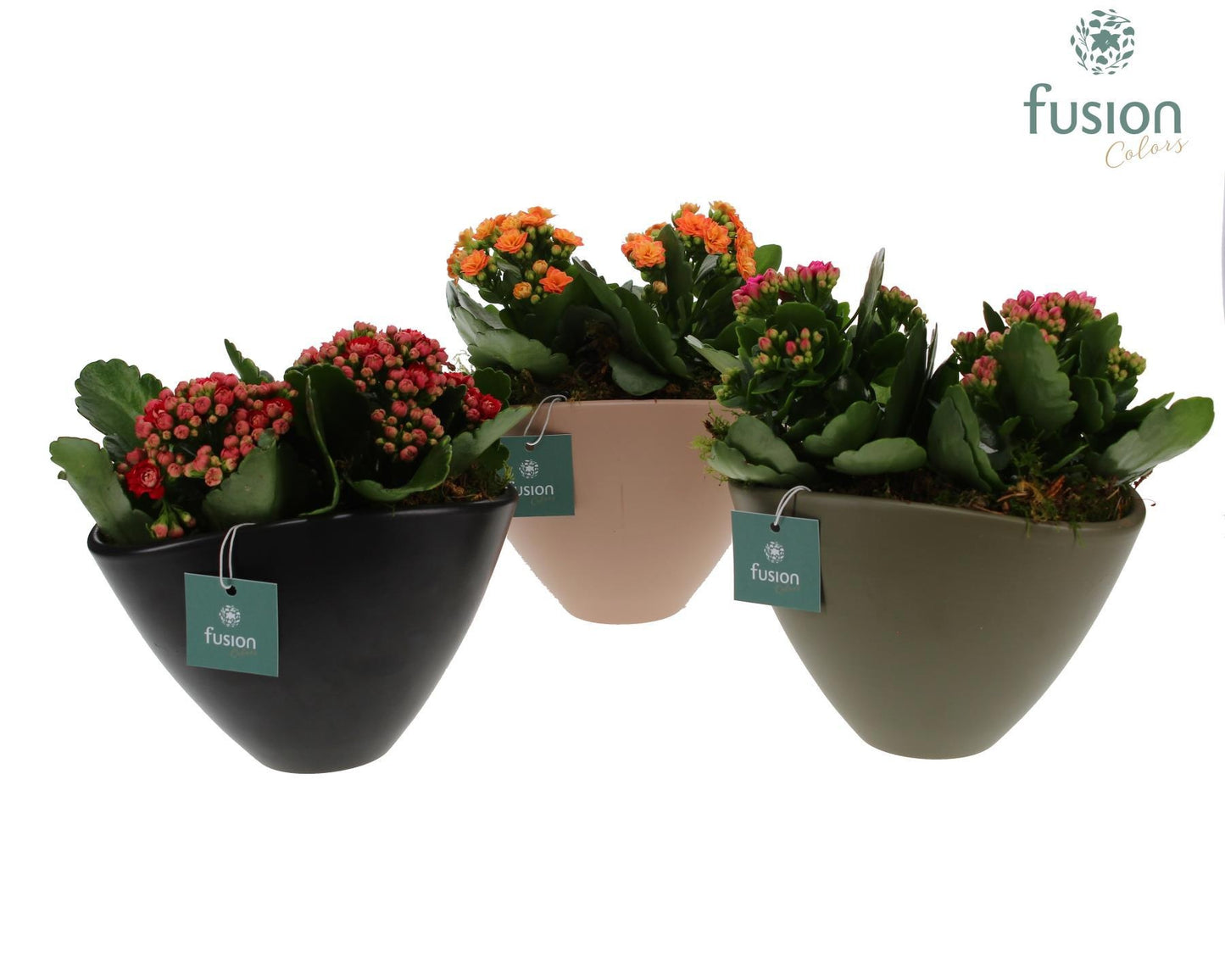 Fusioncolors BV Keramiek bootpot met Kalanchoe Arrangement 2pp Pack of 5
