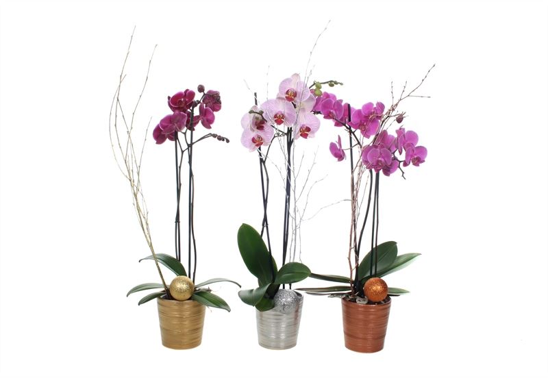 Phalaenopsis mix 55cm 12cm Pot