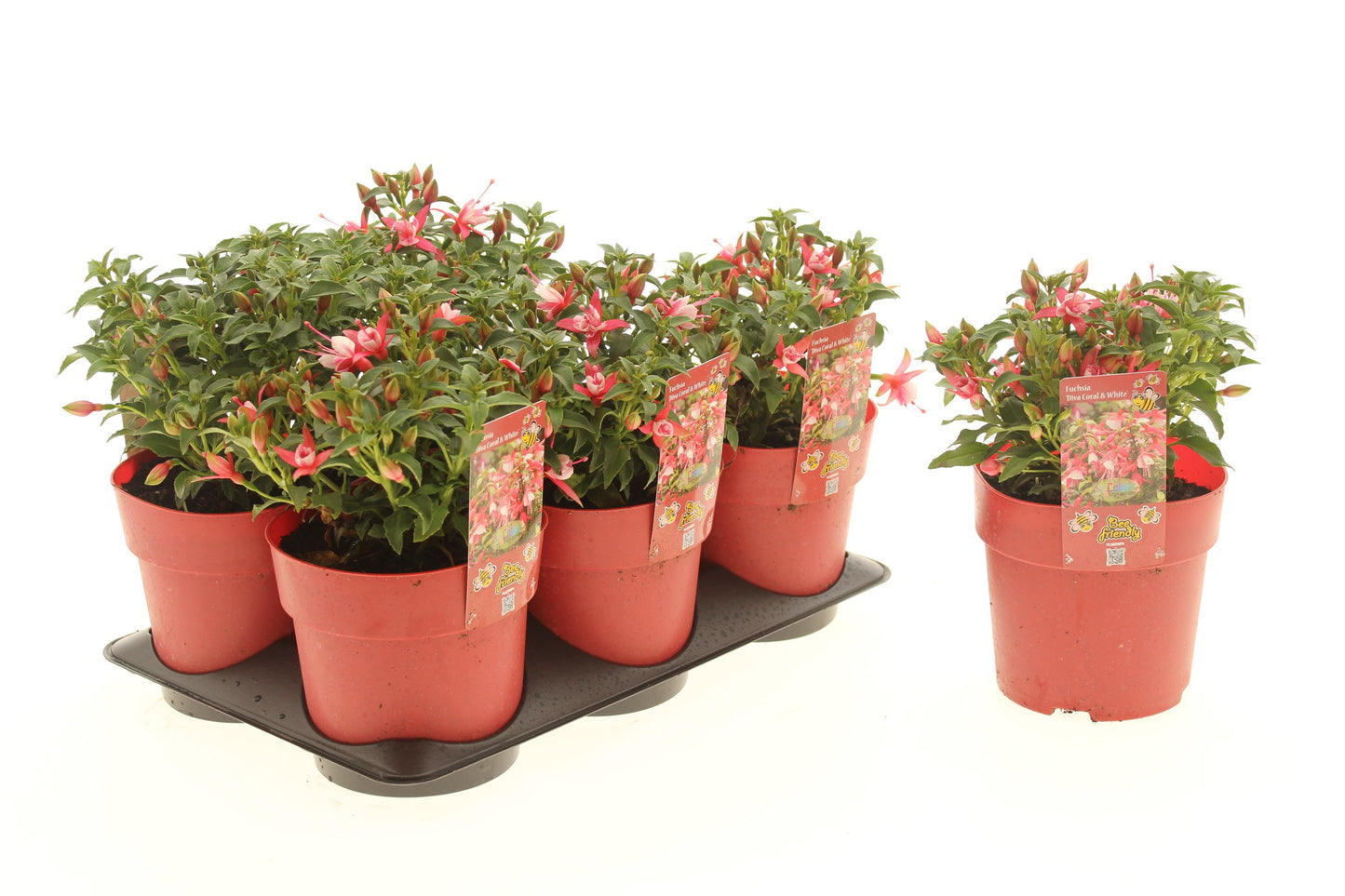 Fuchsia Bella Vera 20cm 15cm Pot