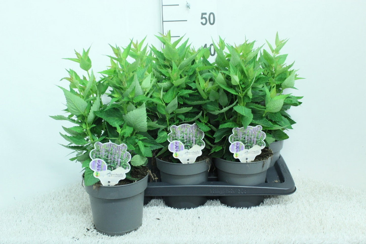 Agastache Blue Fortune 45cm 17cm Pot