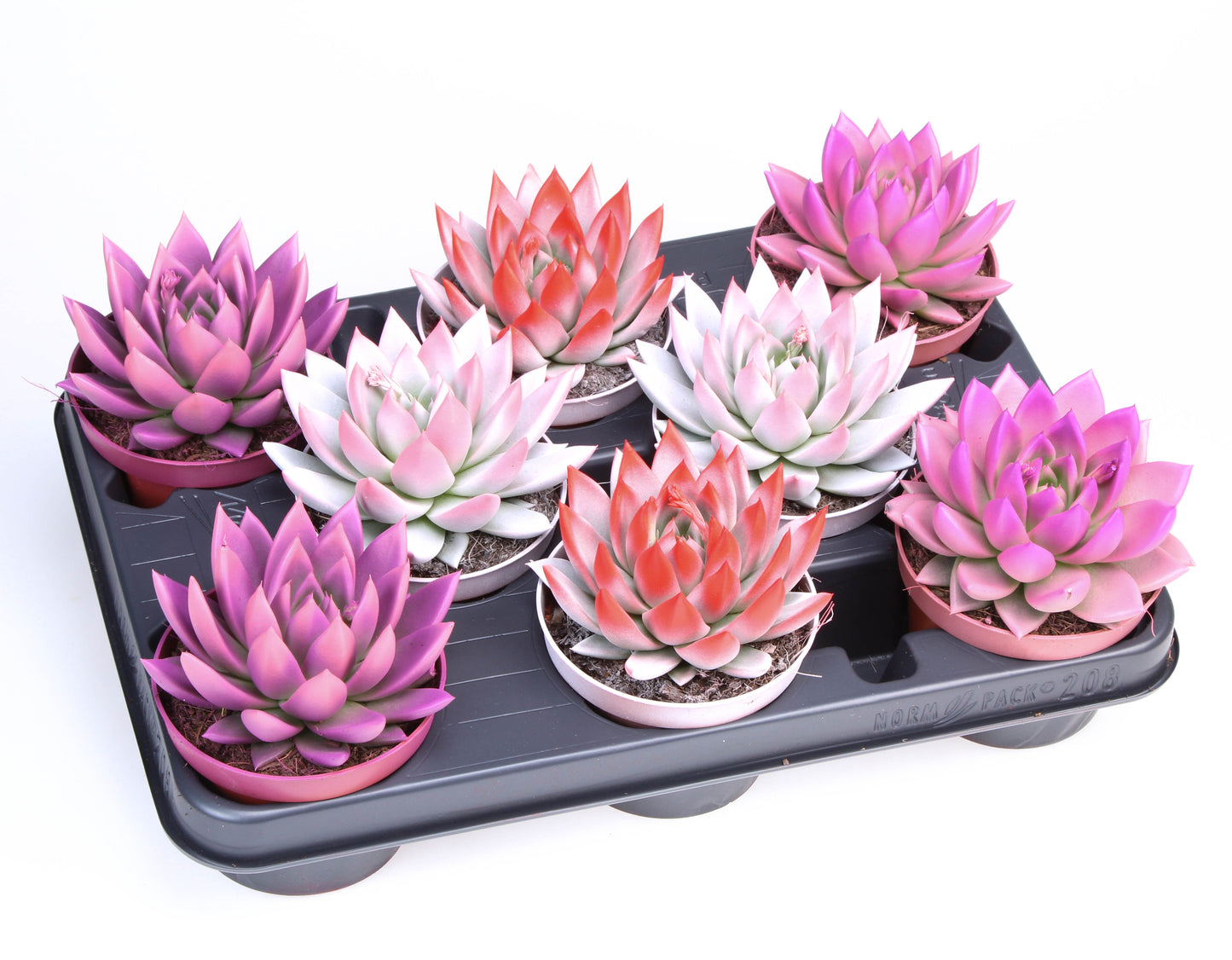 2 Colors love mix 12cm 10.5cm Pot