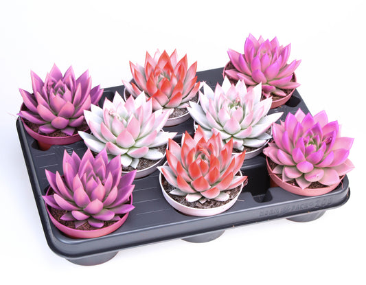 2 Colors love mix 12cm 10.5cm Pot