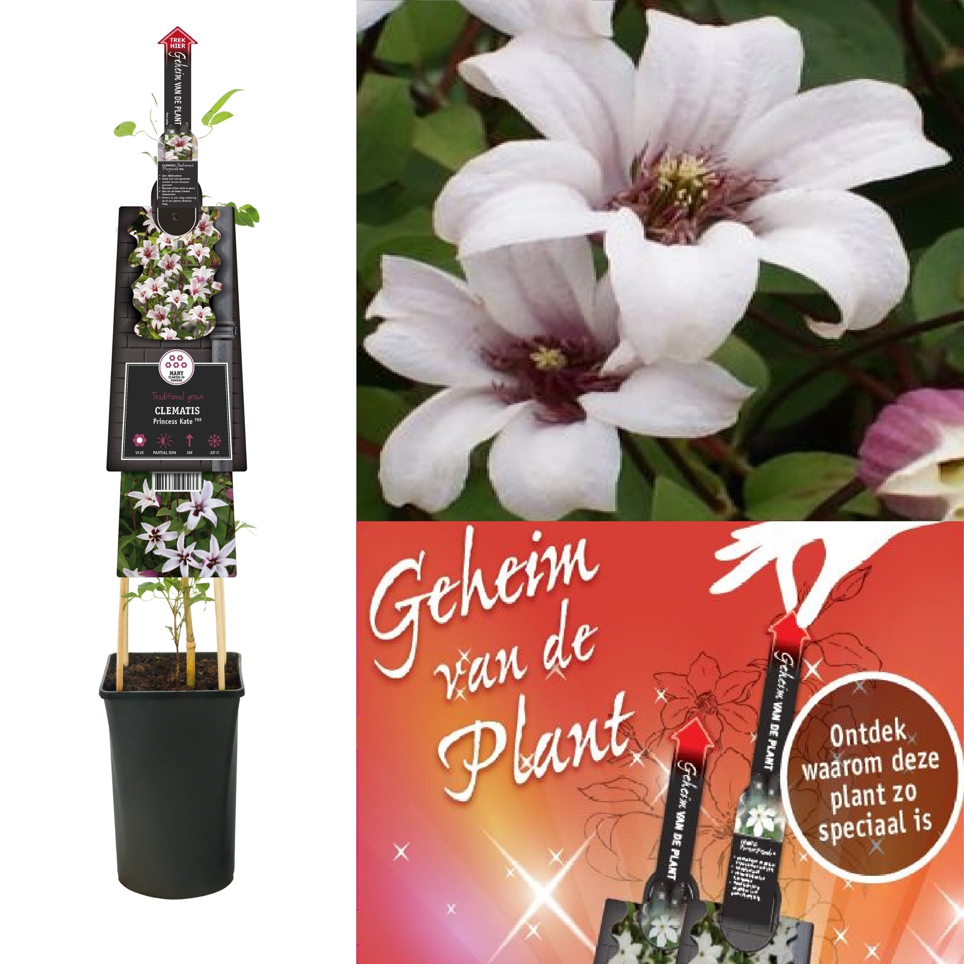 Clematis hybrid mix 75cm 17cm Pot