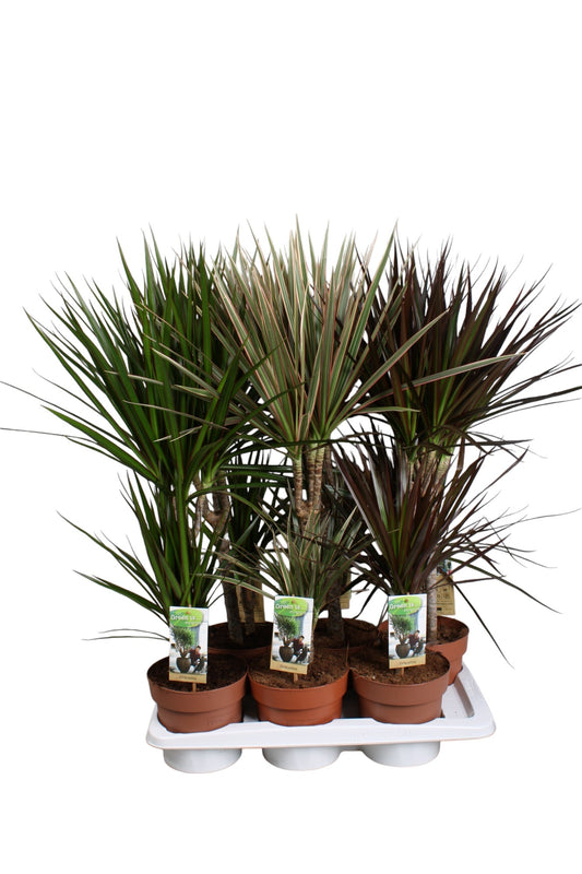 Vireo-Hedera plant BV Dracaena mix Pack of 6