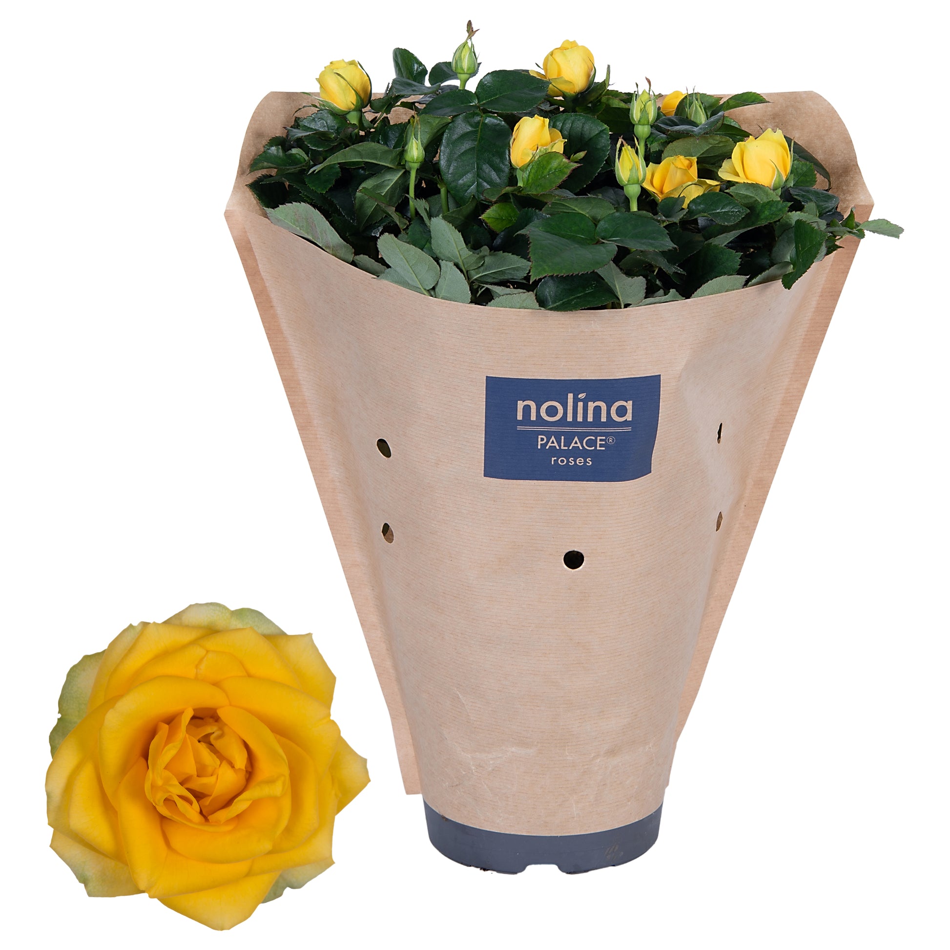Rosa yellow 45cm 17cm Pot