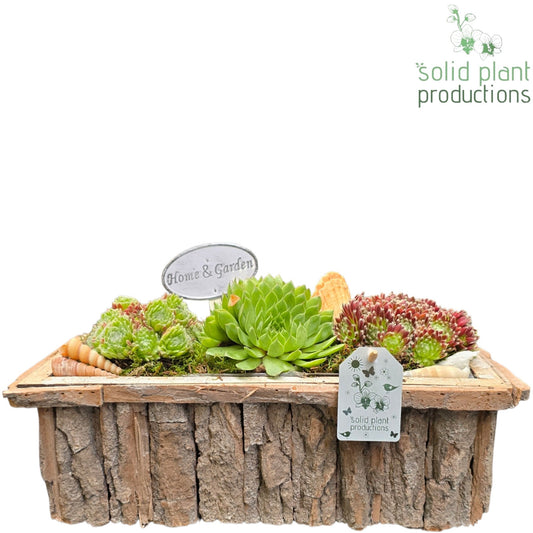 SMP032 Bark R Medium Grey Sempervivum 22cm 34cm Pot