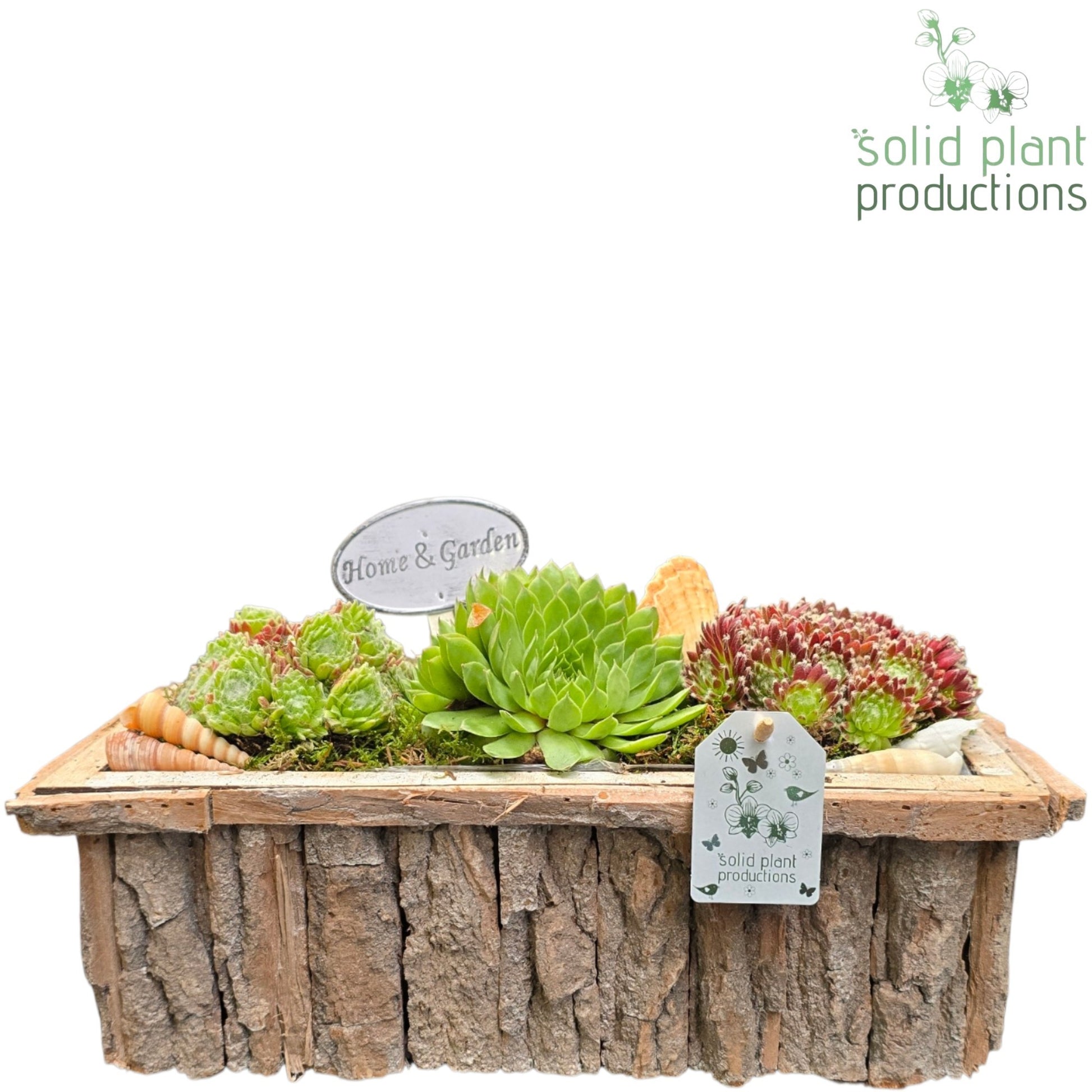 Solid Plant Productions SMP032 Bark R Medium Grey Sempervivum Pack of 1