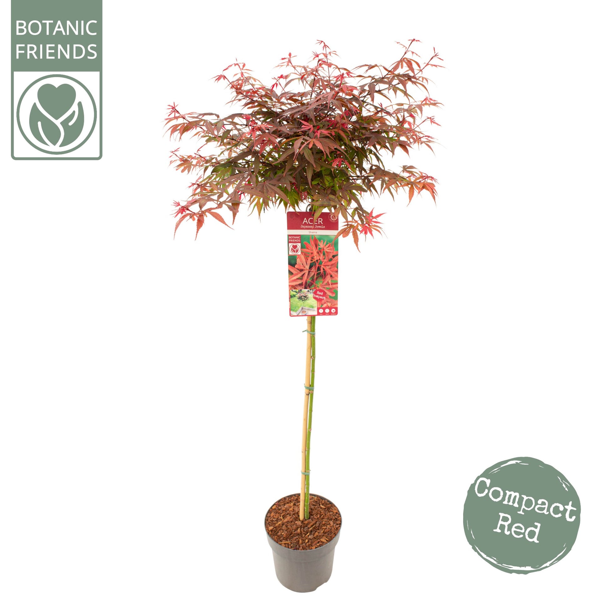 Acer Shaina 150cm 24cm Pot