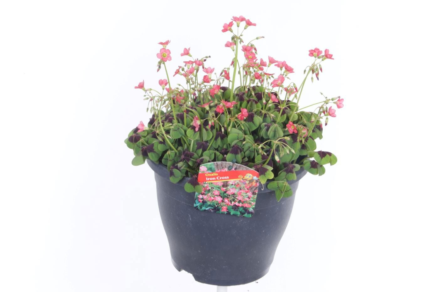 Oxalis tetraphylla 30cm 23cm Pot