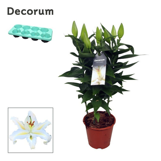 Lilium or. White Starlight 40cm 13cm Pot