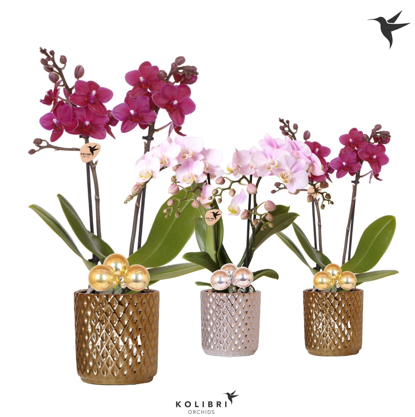 Kolibri Orchids Phalaenopsis mix 2 spike in Diamond pot mix Xmas 40cm 9cm Pot