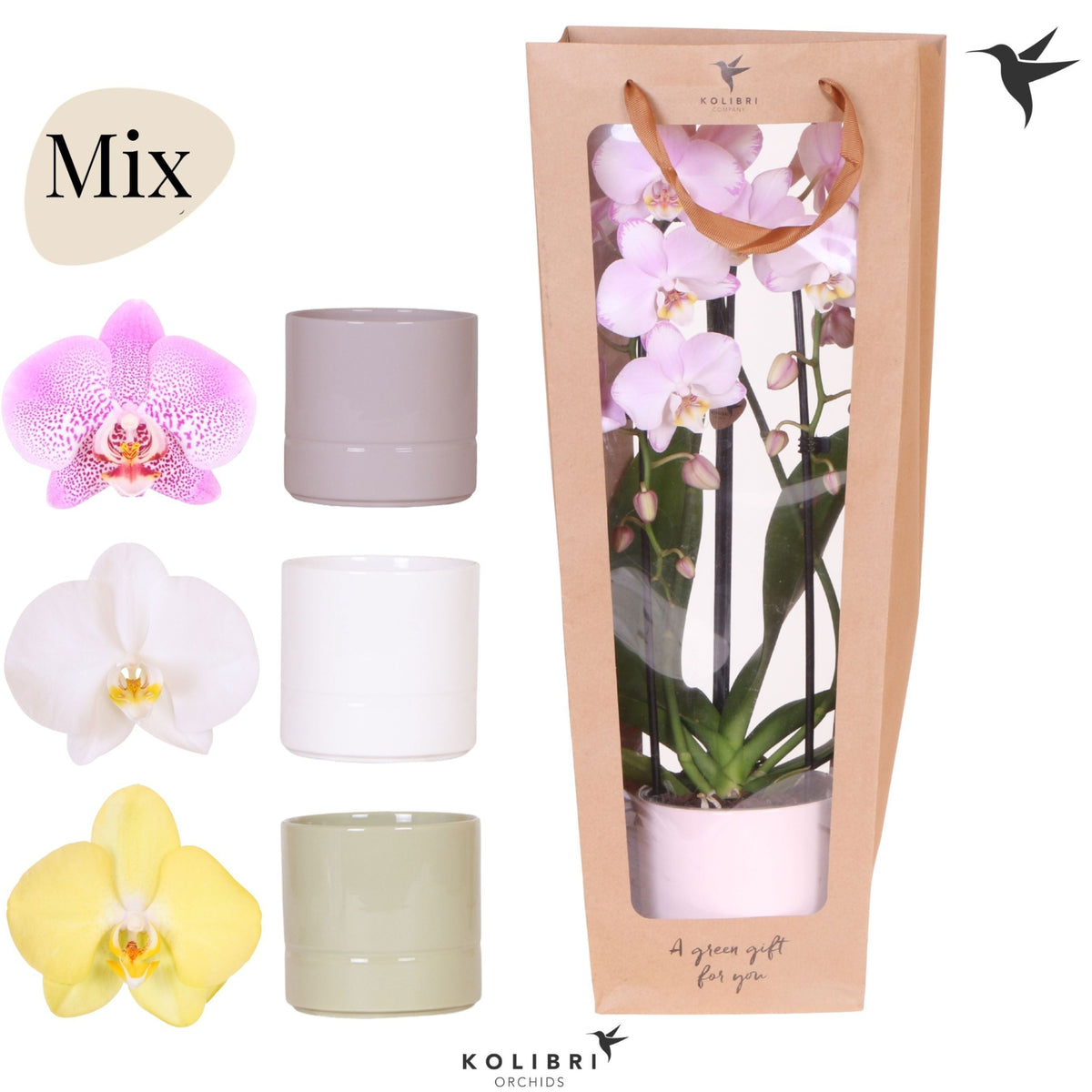 Phalaenopsis Elegant cascade 45cm 12cm Pot