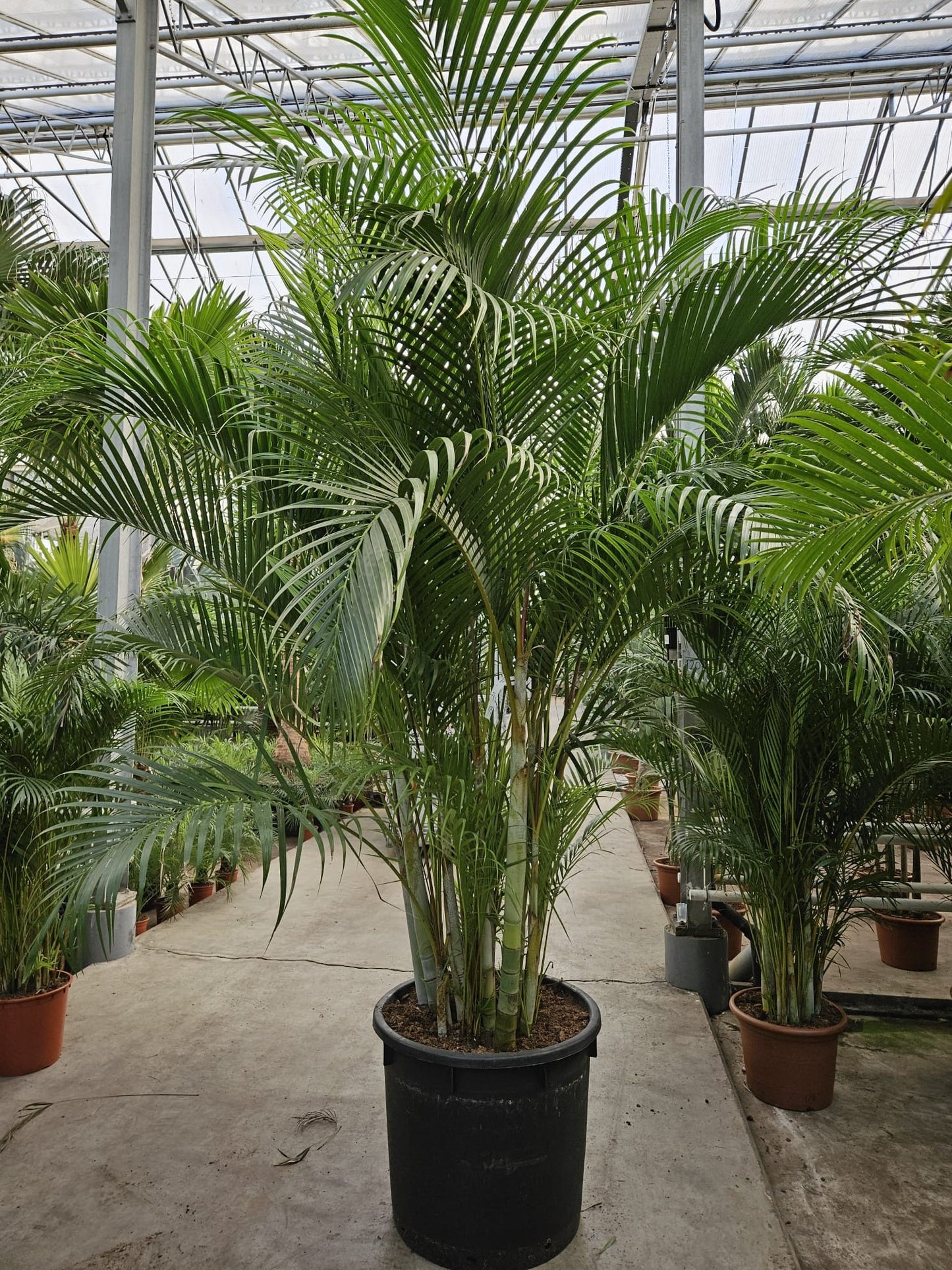 Dypsis lutescens 350cm 70cm Pot