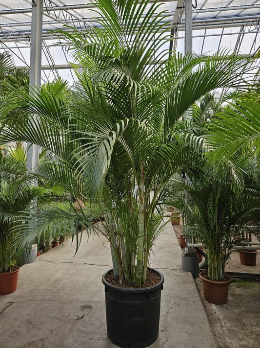 Dypsis lutescens 350cm 70cm Pot