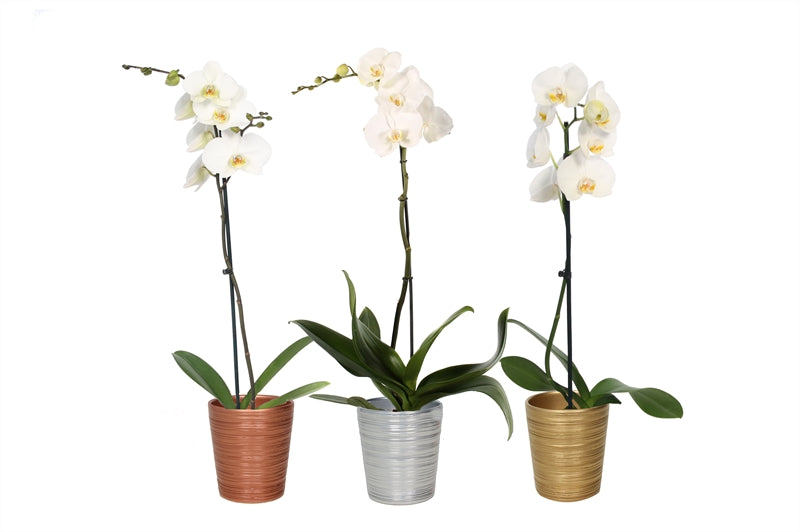 Phalaenopsis white 55cm 12cm Pot